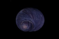 藏品(黑草蓆鐘螺)的圖片